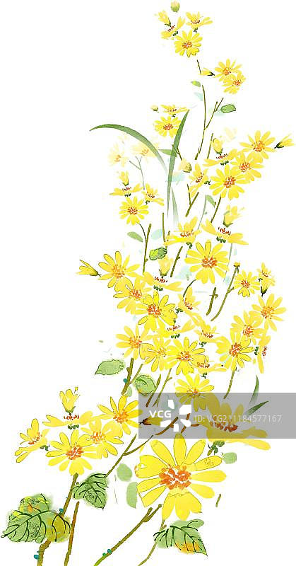 黄色小菊花图片素材