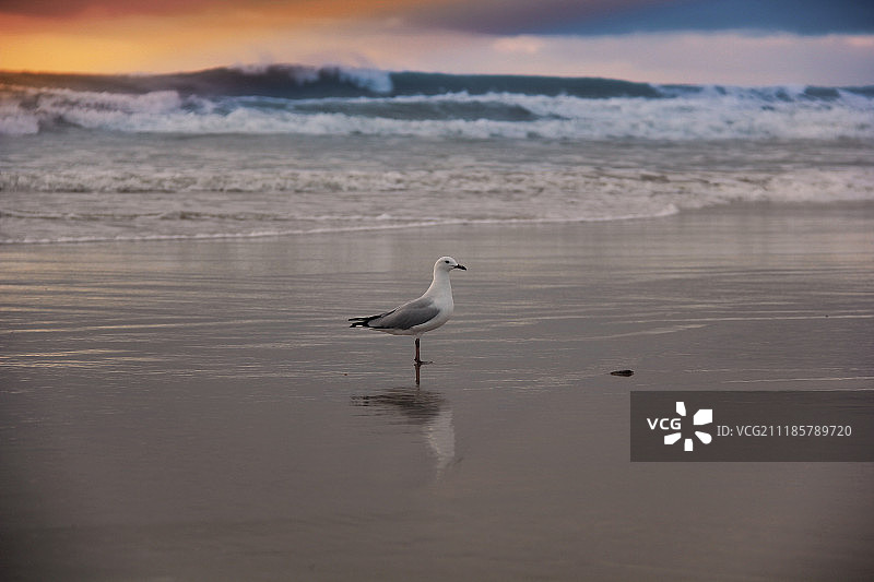 海鸥早餐散步图片素材