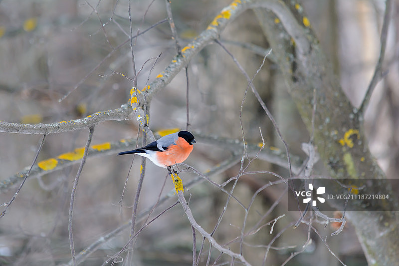 冬天森林鸟住在饲养者附近图片素材