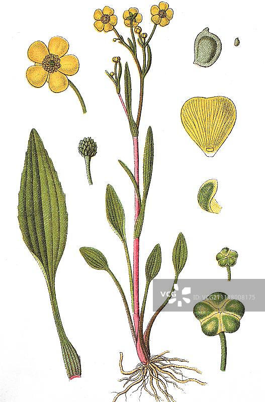 金盏花，药用植物，作物植物，色版印刷，约1870年图片素材