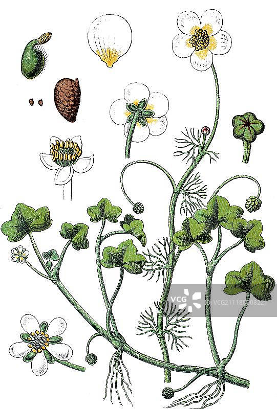 绿毛茛(左)，扇叶毛茛(右)，药用植物，有用植物，色板，约1790年图片素材