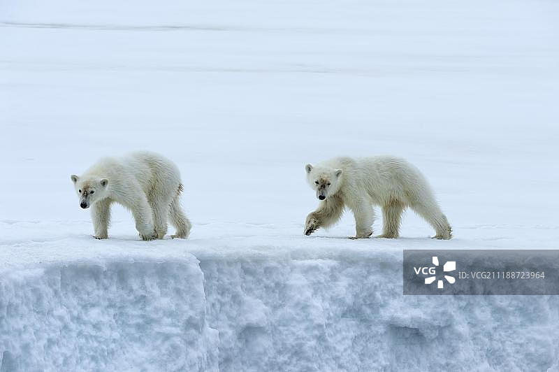 欧洲，挪威斯瓦尔巴特群岛，比约恩松代，欣洛庞海峡，斯匹次卑尔根岛，欣洛庞海峡，两只一岁的北极熊幼崽在冰川的脊上行走图片素材