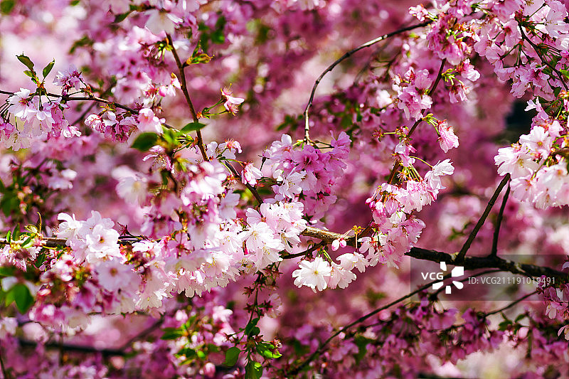 美丽的粉红色樱花在蓝天的背景图片素材