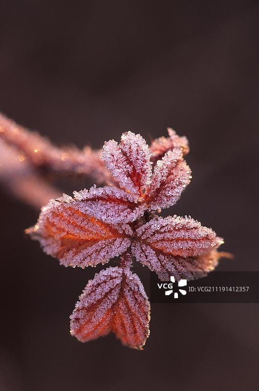 美国密歇根州黑莓叶上的霜图片素材