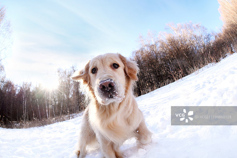 雪地中的金毛犬图片素材