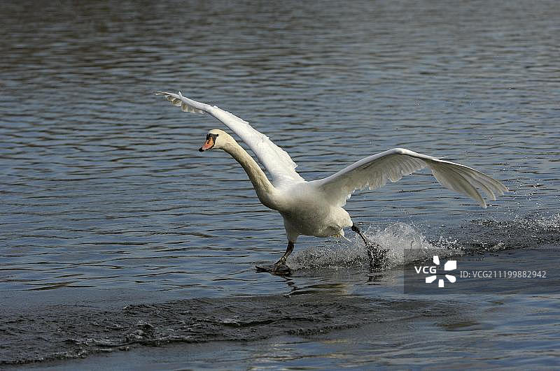 静音天鹅(天鹅色)，成年，降落在水上，英国白金汉郡，英国，欧洲图片素材