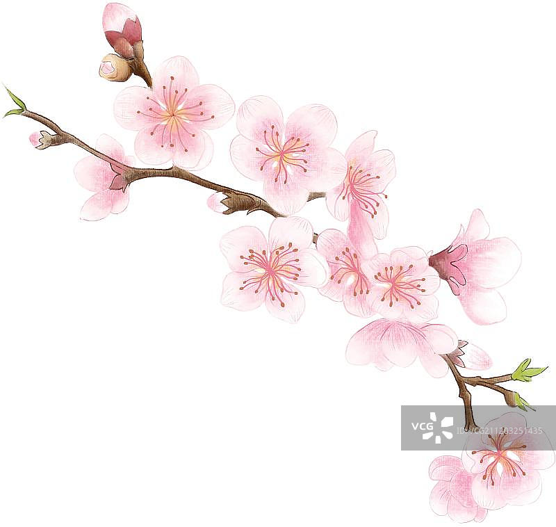 春天里的桃花图片素材