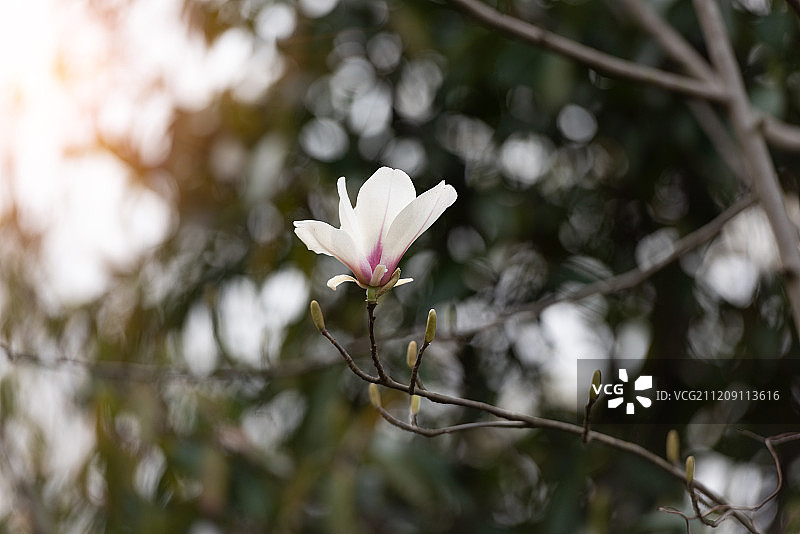 枝头上的白玉兰花图片素材