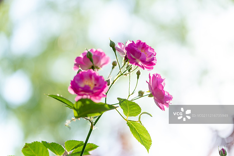 夏天济南大明湖公园盛开的蔷薇花微距特写图片素材