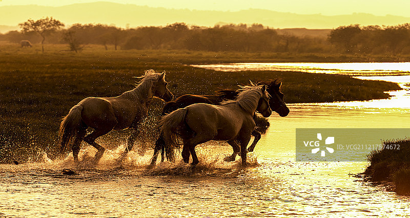 水中奔跑的马群图片素材