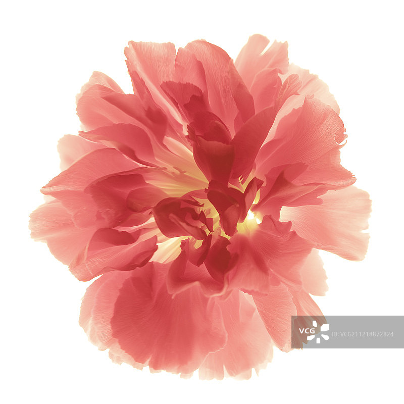 透光下新鲜美丽的康乃馨花瓣图片素材