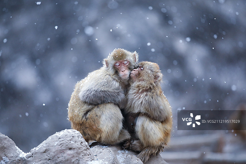 河南济源五龙口景区在大雪中抱团取暖的太行猕猴图片素材