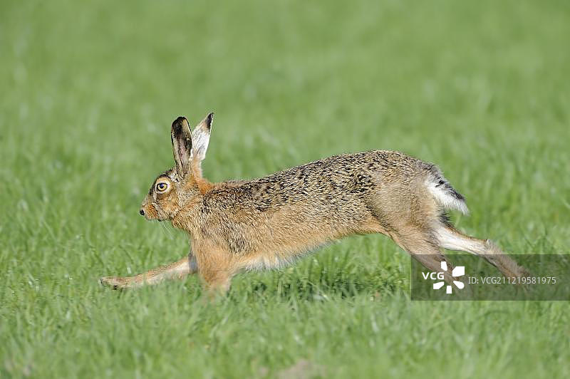 奔跑的欧洲野兔(Lepus europaeus)， Texel岛，荷兰，欧洲图片素材