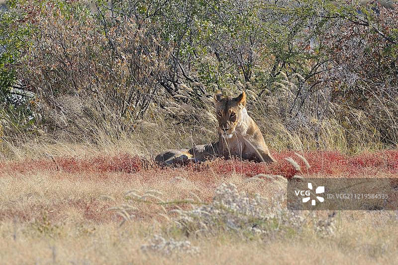 非洲狮(狮子)，母狮躺在干燥的草地上，Etosha国家公园，纳米比亚，非洲图片素材