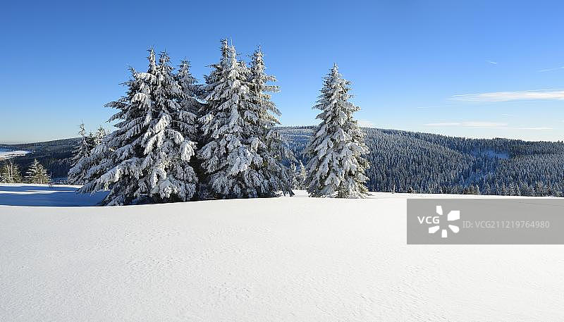 冬季景观费希特尔伯格，云杉覆盖雪，Ore山，萨克森，德国，欧洲图片素材