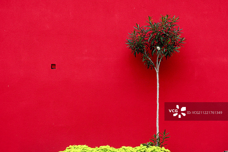 红墙和灌木图片素材