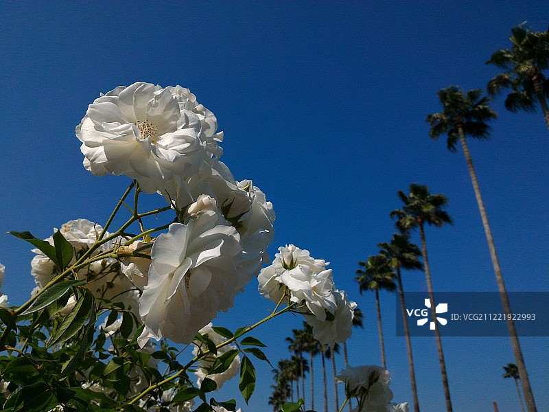 白色玫瑰和深蓝色的天空图片素材