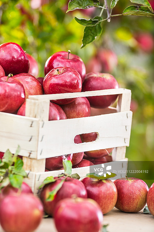 新鲜成熟的红苹果装在木条箱里放在花园的桌子上图片素材