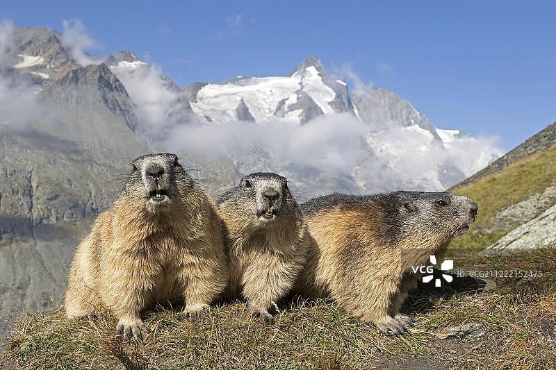 阿尔卑斯山土拨鼠(土拨鼠)，群在大格洛克纳，高陶恩国家公园，奥地利，欧洲图片素材