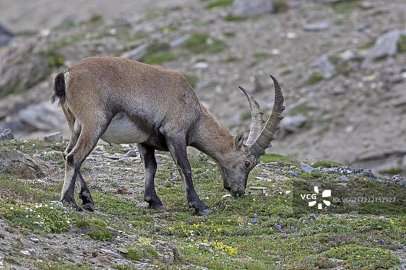 阿尔卑斯野山羊(卡普拉野山羊)，高陶恩国家公园，奥地利，欧洲图片素材