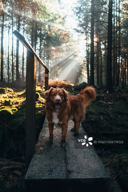狗站在森林里的肖像图片素材