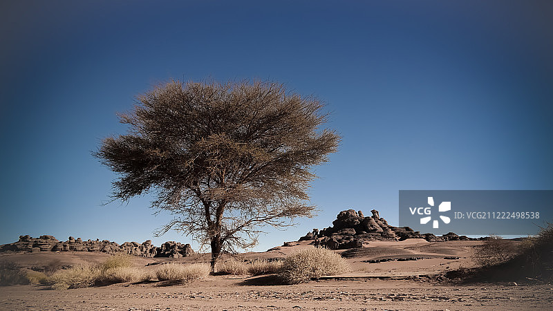 阿尔及利亚Tassili Najjer国家公园内Moul Naga山谷的金合树沙漠景观图片素材
