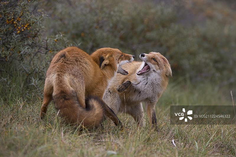 红狐(Vulpes Vulpes)，两只狐狸打架，荷兰北部，荷兰，欧洲图片素材