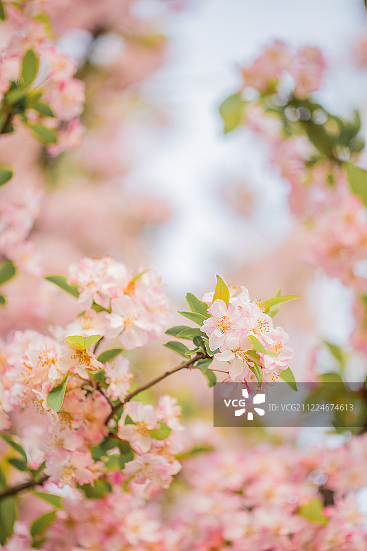 早春盛开的樱花图片素材