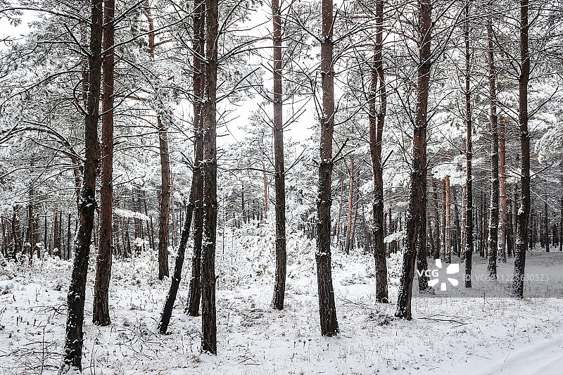 长白山森林雪景图片素材