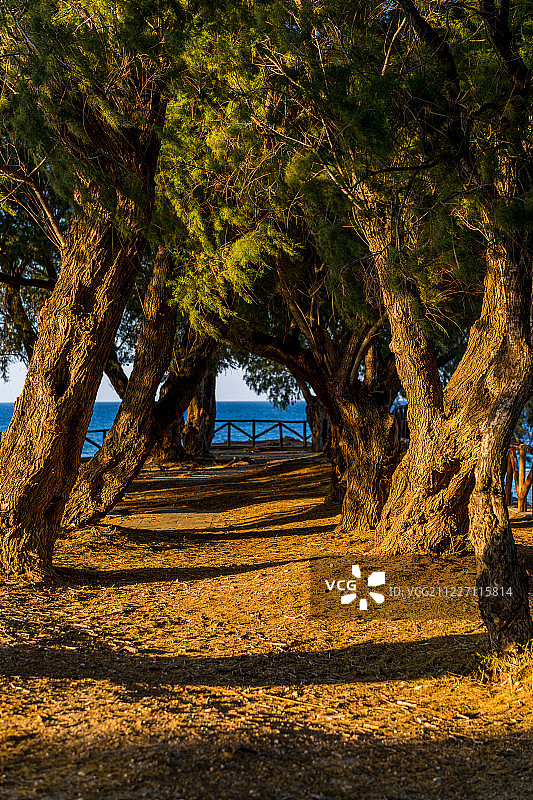 希腊克里特岛干尼亚海滨松林中的日落图片素材