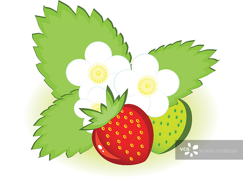 成熟的草莓和绿色的花图片素材