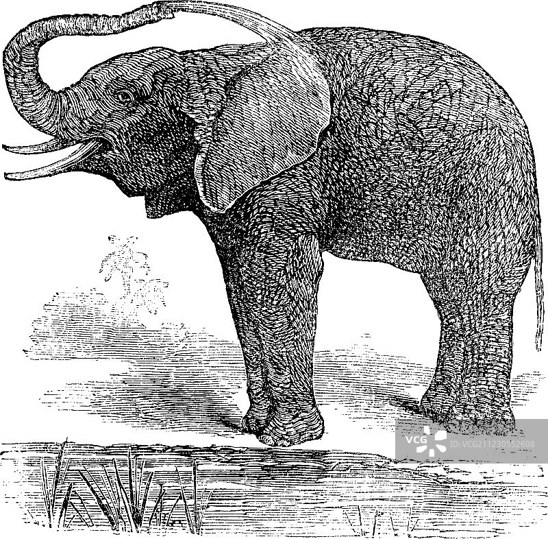 非洲丛林大象图片素材