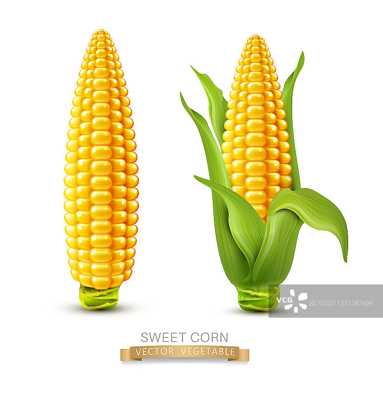 两个玉米的棒子上带有叶片图案的元素图片素材