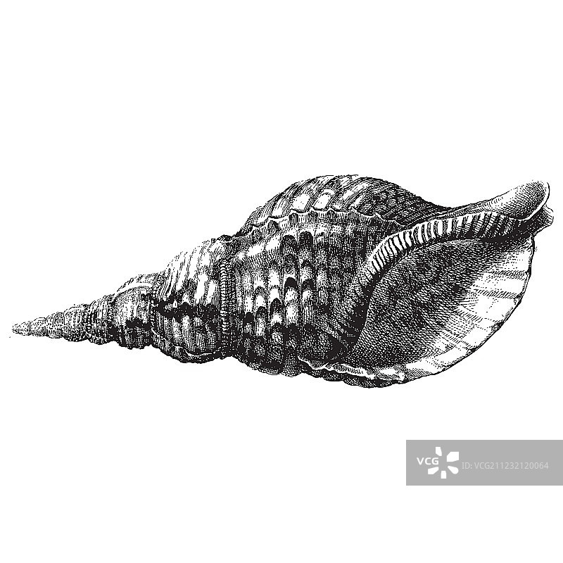 海贝壳图片素材