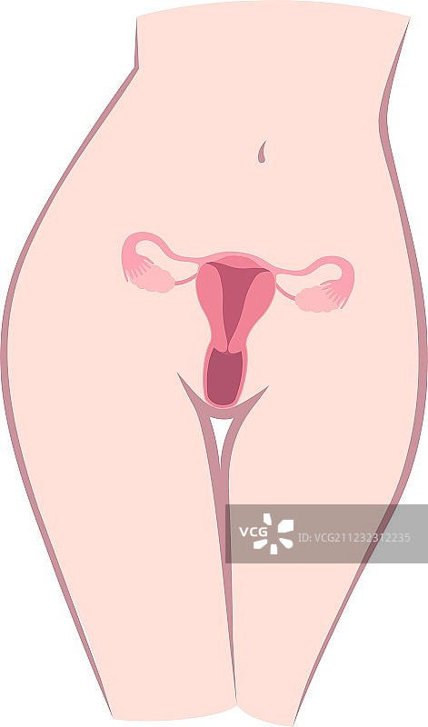 子宫结构图片素材