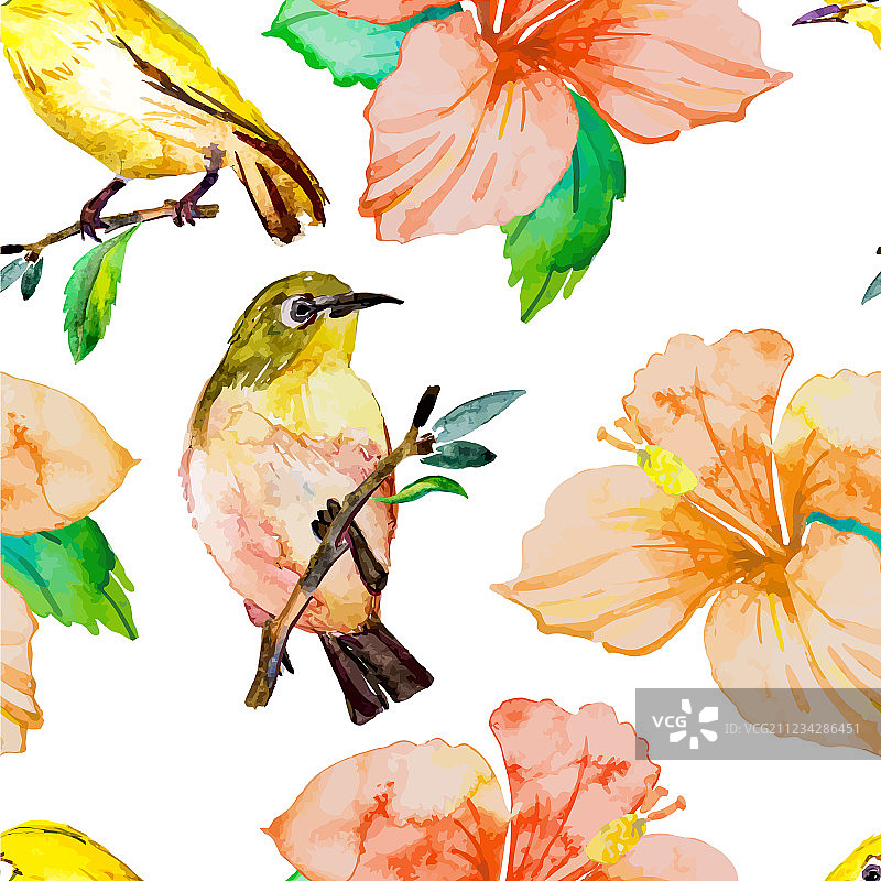 热带鸟类和花卉白眼鸟和图片素材