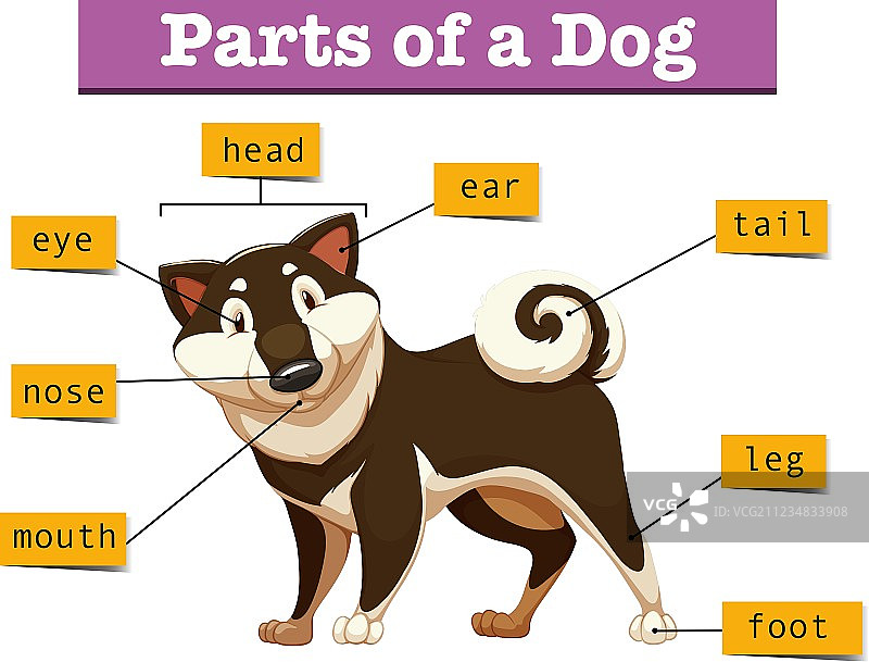 图显示狗的不同部位图片素材