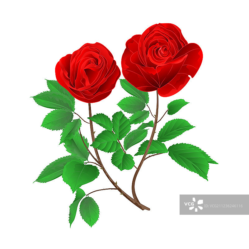 茎芽红玫瑰与叶古董图片素材