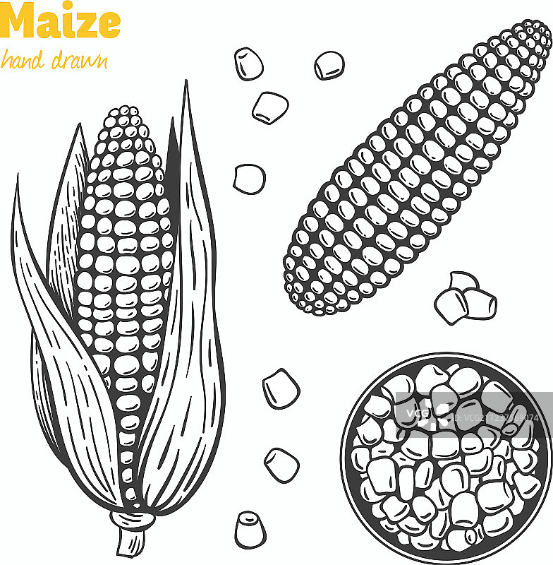 玉米手绘图片素材