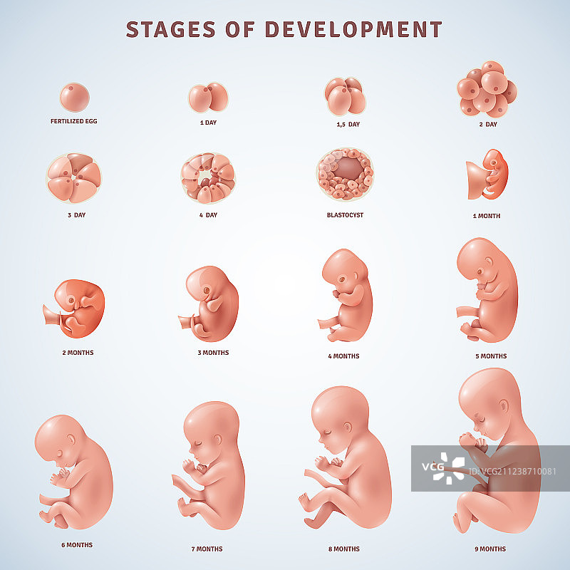 人类胚胎发育的阶段