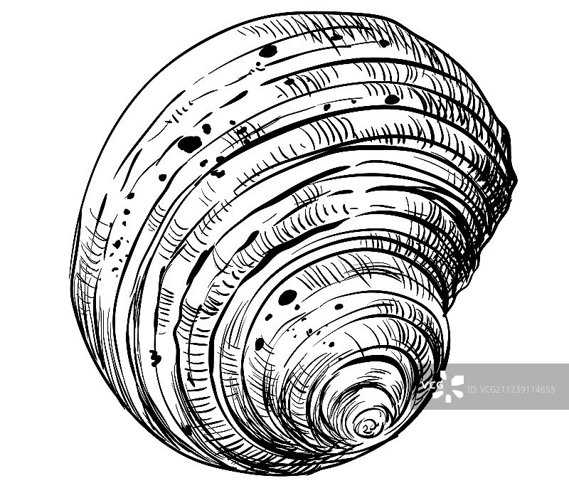 手绘seashell-9图片素材