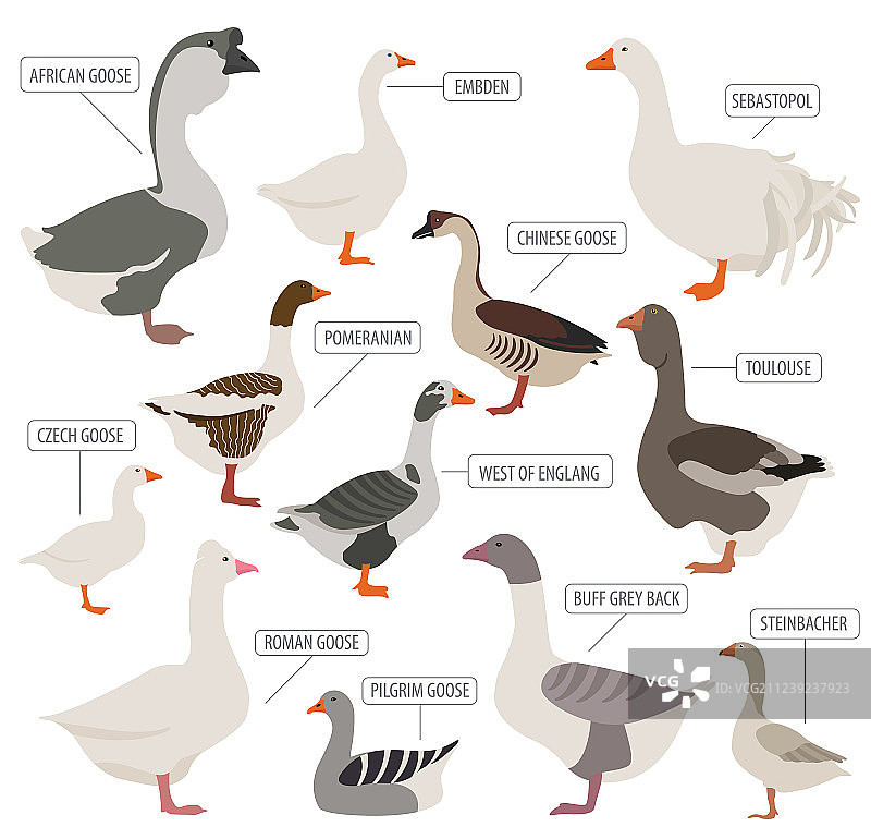 家禽养殖鹅品种图标设置平面设计图片素材