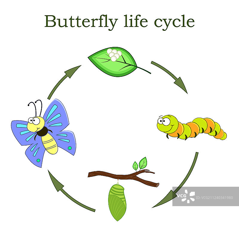 蝴蝶的生命周期在卡通风格图片素材