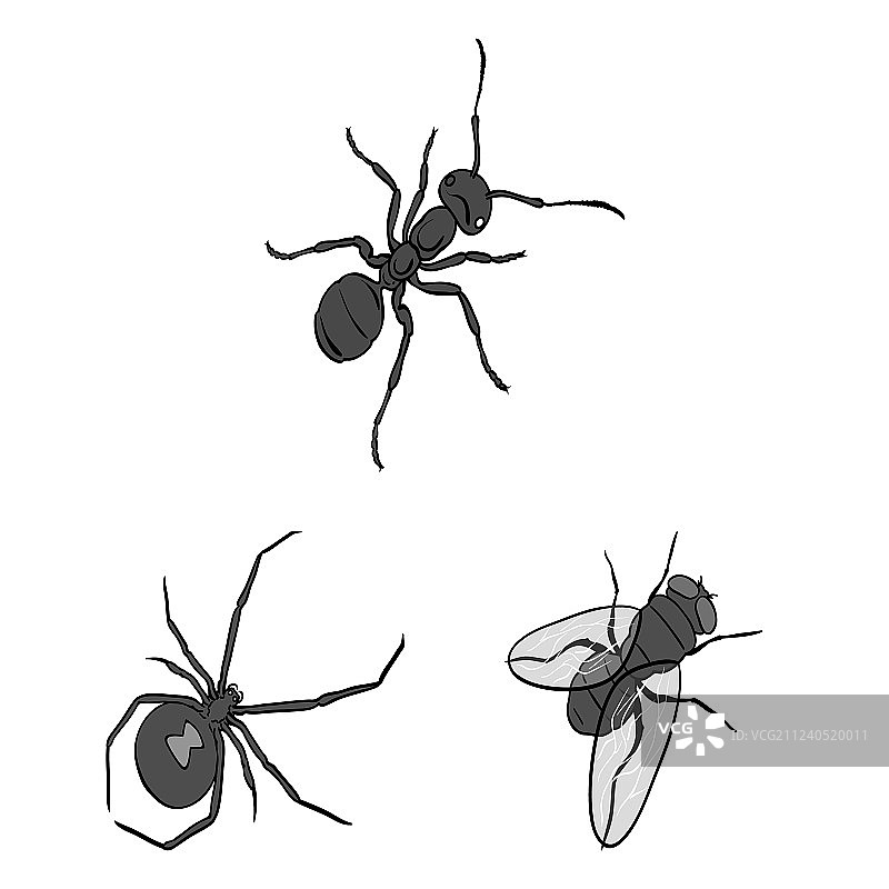 不同种类的昆虫单色图标设置图片素材