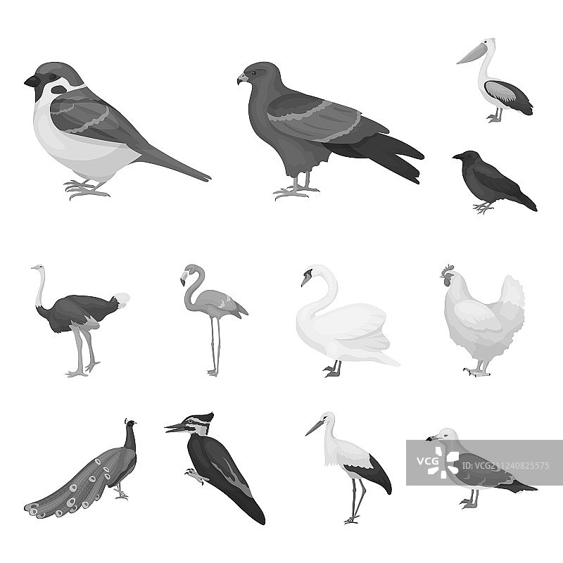 种类的鸟单色图标在集合图片素材