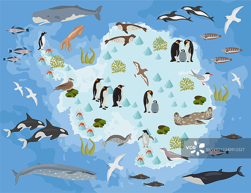 南极南极洲动植物分布图平坦图片素材