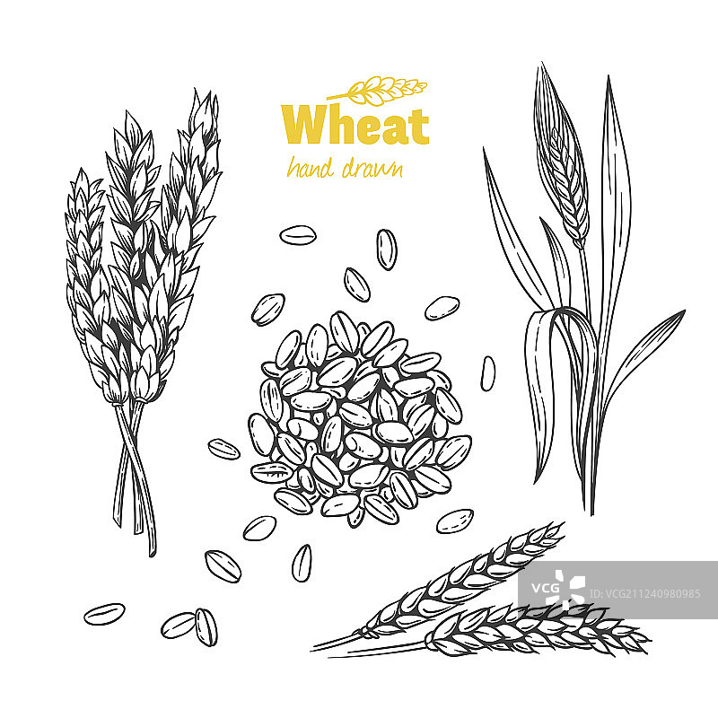 小麦手绘图片素材