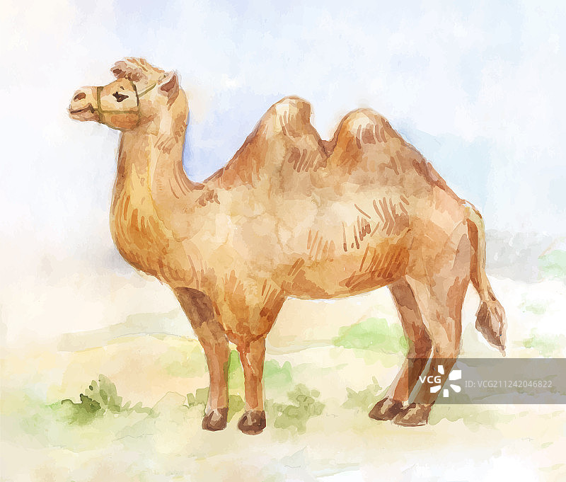 在沙漠背景上站立的骆驼的年份图片素材