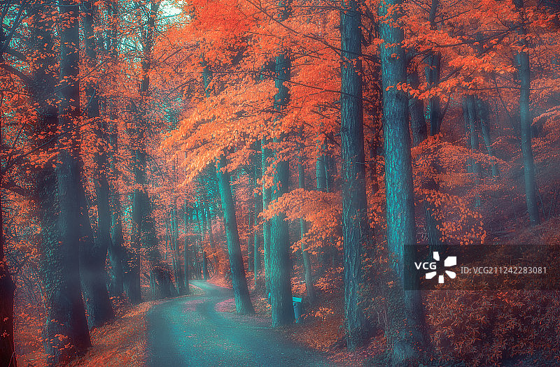 晨雾弥漫在秋日森林里的一条小路上图片素材