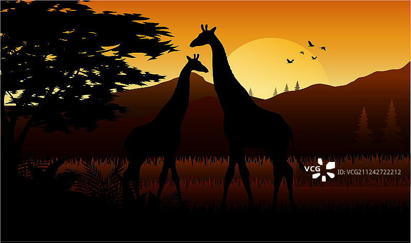 草原上长颈鹿的剪影图片素材